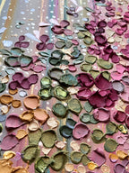 Symphony of Color