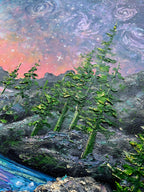 Between Worlds